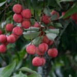 Buah leci sering diketemukan dalam beberapa olahan makanan, seperti cermat, koktail, manisan, dan es cream