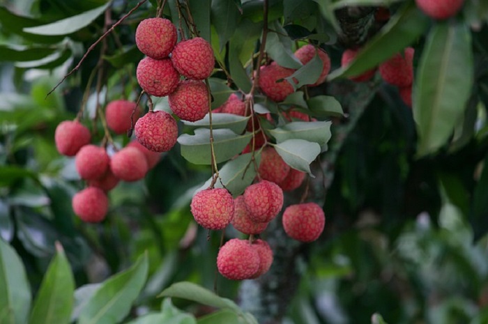 Manfaat Buah Leci, Bisa Turunkan Resiko Struk Hingga Glukosa Darah
