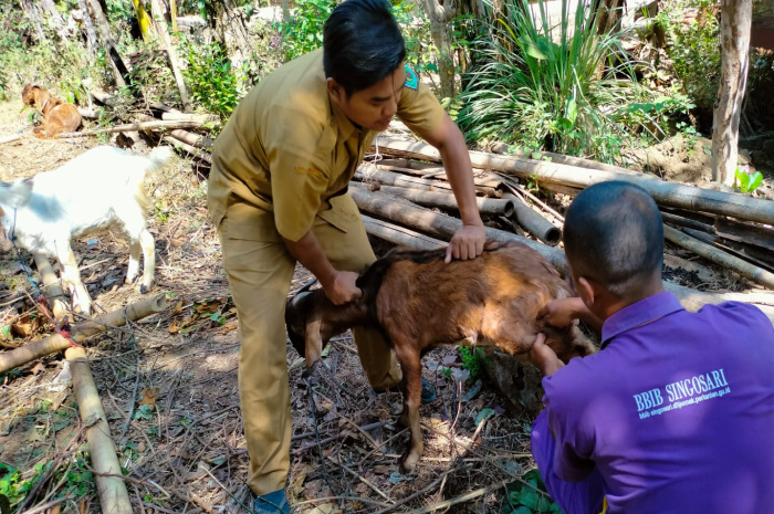 Pastikan Kesehatan Hewan Qurban, DPKP Pamekasan Lakukan Pemeriksaan