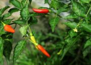 Update Harga Kebutuhan Pokok di Blitar 30 Oktober 2023, Cabe Rawit Tembus Rp65.000/kg
