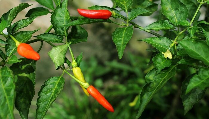 Update Harga Kebutuhan Pokok di Blitar 30 Oktober 2023, Cabe Rawit Tembus Rp65.000/kg