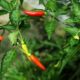 Update Harga Kebutuhan Pokok di Blitar 30 Oktober 2023, Cabe Rawit Tembus Rp65.000/kg