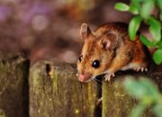 Makna dan Arti Mimpi di Gigit Tikus Makna dan Arti Mimpi di Gigit Tikus