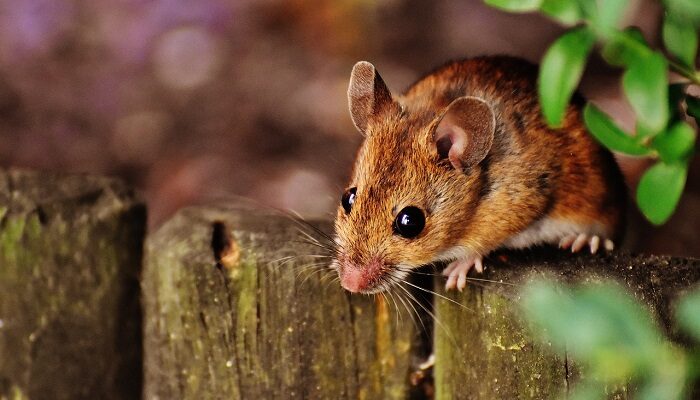 Makna dan Arti Mimpi di Gigit Tikus