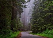 Makna dab Arti Mimpi Salah Jalan Saat di Hutan