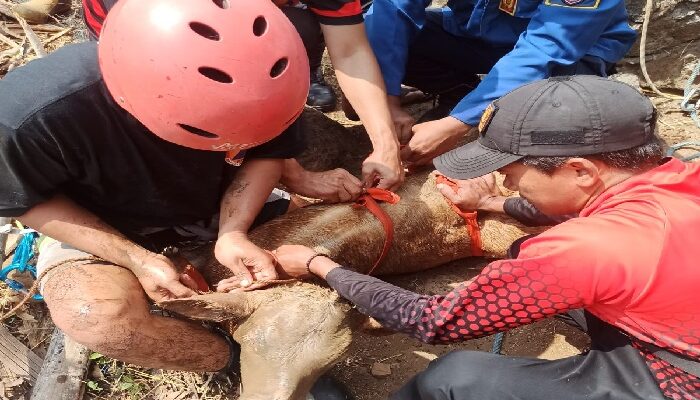Seekor Anak Sapi di Boyolali Tercebur Sumur Sedalam 6 Meter