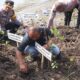 HUT Brimob dan Polairud, Polresta Sidoarjo Tanam 1.000 Mangrove