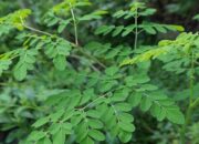 Nutrisi Daun Kelor dan Efek Bagi Kesehatan