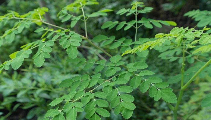Nutrisi Daun Kelor dan Efek Bagi Kesehatan