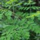 Nutrisi Daun Kelor dan Efek Bagi Kesehatan