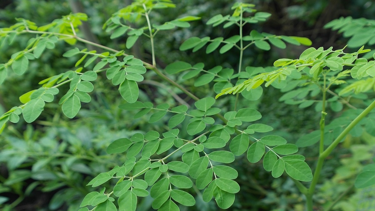 Nutrisi Daun Kelor dan Efek Bagi Kesehatan