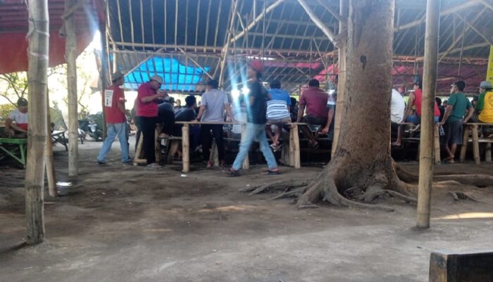 Ramadan, Perjudian Sabung Ayam di Tulungagung Tetap Eksis