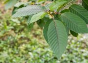 Efek Tak Terduga Konsumsi Daun Kratom Bagi Kesehatan