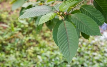 Efek Tak Terduga Konsumsi Daun Kratom Bagi Kesehatan