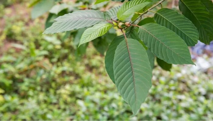 Efek Tak Terduga Konsumsi Daun Kratom Bagi Kesehatan