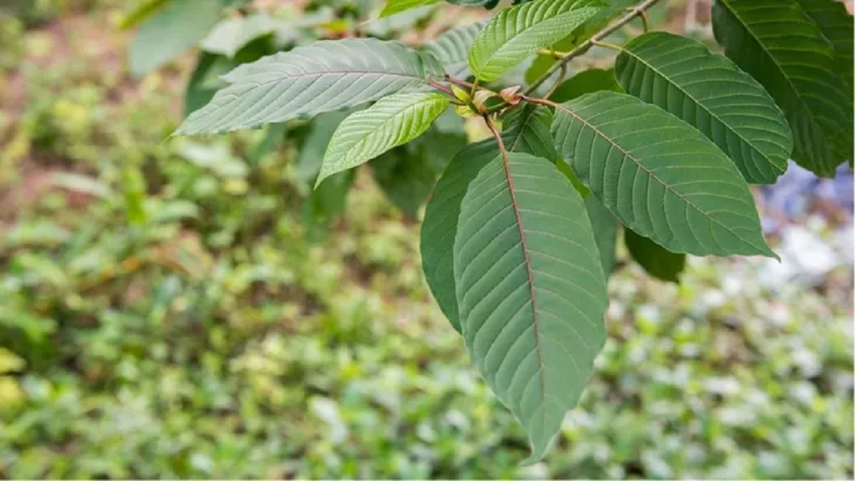 Efek Tak Terduga Konsumsi Daun Kratom Bagi Kesehatan