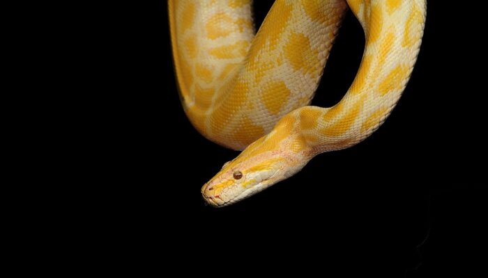 Mimpi Digigit Ular Belang: Tanda Pengkhianatan dan Kewaspadaan Terhadap Teman Palsu