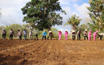 Polres Sumenep Bersama Petani Tanang Jagung, Dukung Swasembada Pangan