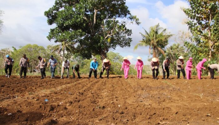 Polres Sumenep Bersama Petani Tanang Jagung, Dukung Swasembada Pangan
