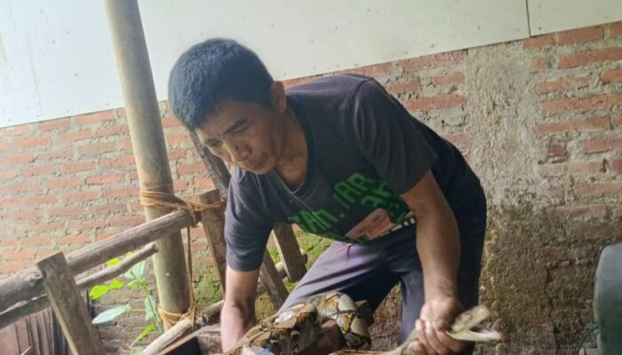 Teror Ular Piton di Cilongok, Warga Khawatir Ular Masuk Ke Rumah