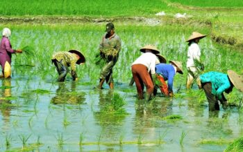 Ratusan Hektare Sawah di Tulang Bawang Terendam Banjir, Petani Terancam Gagal Panen