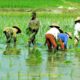 Ratusan Hektare Sawah di Tulang Bawang Terendam Banjir, Petani Terancam Gagal Panen