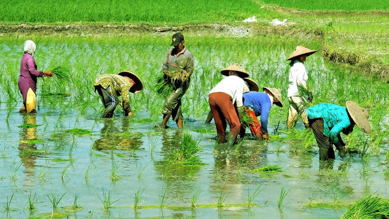 Ratusan Hektare Sawah di Tulang Bawang Terendam Banjir, Petani Terancam Gagal Panen