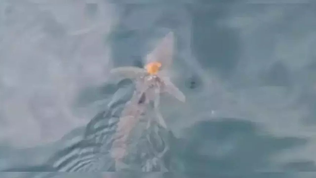 Seekor gurita menunggangi hiu, atau hiutopus, pertama di dunia. (Foto: University of Auckland)