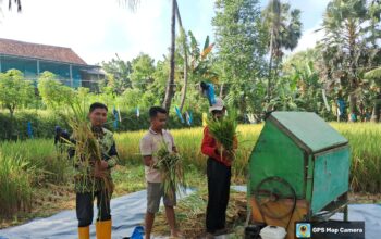 Langkah Berani Pemuda Tani Jaddung: Dari Jagung ke Padi, Hasil Melimpah