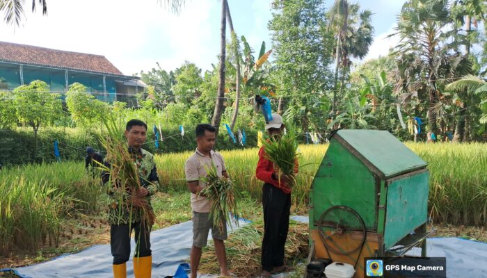 Langkah Berani Pemuda Tani Jaddung: Dari Jagung ke Padi, Hasil Melimpah