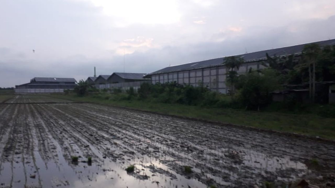 Diduga Langgar Zona Hijau, Pabrik Limbah B3 Berdiri di Lahan Sawah Produktif Jombok Jombang