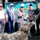 Sebanyak 25 Desa dan 5 Ponpes di Polanharjo Klaten Terima Hewan Kurban dari Pabrik Aqua