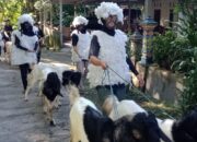 Cetak Rekor, Desa Urutsewu Boyolali Kurban Kambing 673 Ekor, Diarak Keliling Kampung Shaun The Sheep