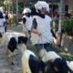 Cetak Rekor, Desa Urutsewu Boyolali Kurban Kambing 673 Ekor, Diarak Keliling Kampung Shaun The Sheep