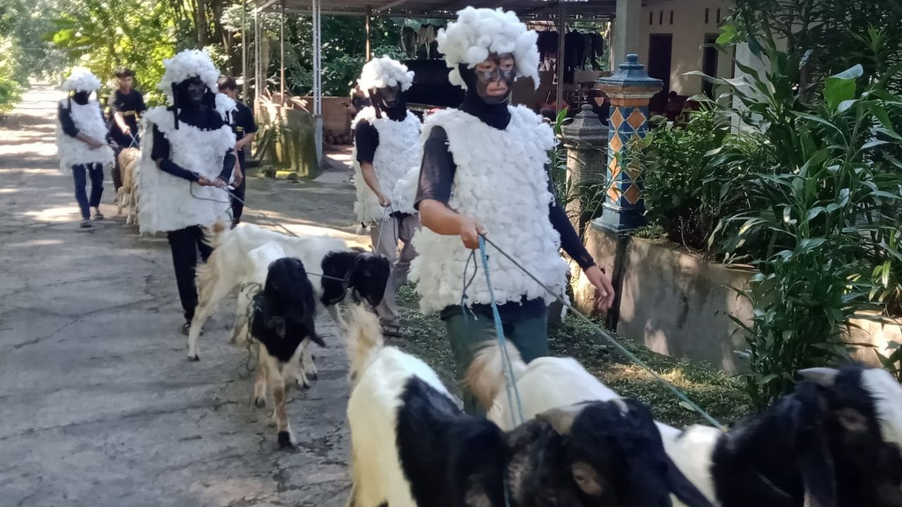 Cetak Rekor, Desa Urutsewu Boyolali Kurban Kambing 673 Ekor, Diarak Keliling Kampung Shaun The Sheep