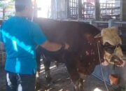 Sakral, Warga Boyolali Taburi Bunga 7 Rupa Sapi Kurbannya Sebelum Disembelih