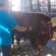 Sakral, Warga Boyolali Taburi Bunga 7 Rupa Sapi Kurbannya Sebelum Disembelih