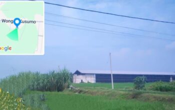 Kandang Ayam Potong di Bakalan Jombang, Izin Peternakan Dipertanyakan?
