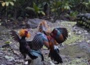 Perjudian Sabung Ayam di Tulungagung Diduga Beroperasi Siang-Malam