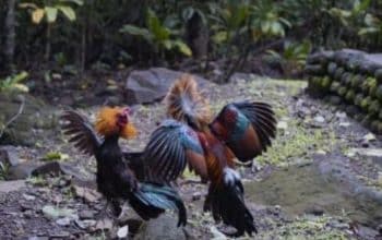Perjudian Sabung Ayam di Tulungagung Diduga Beroperasi Siang-Malam