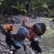 Perjudian Sabung Ayam di Tulungagung Diduga Beroperasi Siang-Malam