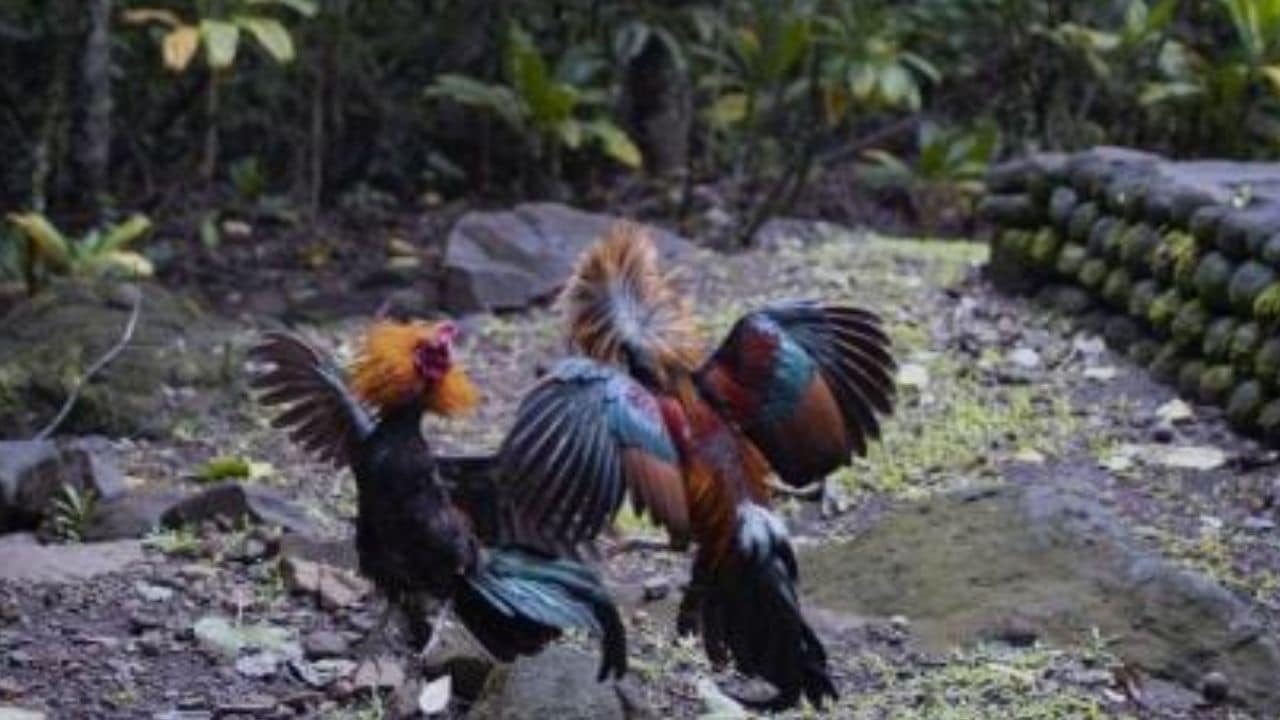 Perjudian Sabung Ayam di Tulungagung Diduga Beroperasi Siang-Malam