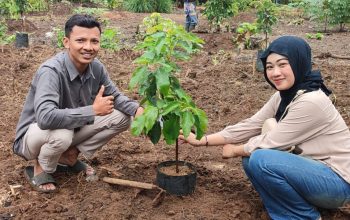 Kebun Pengantin KUA Kutoarjo Purworejo: Menyatukan Cinta dengan Menanam Alpukat