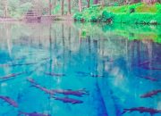 Telaga Rambut Monte: Permata Jernih Blitar yang Dihuni Ikan Sengkaring Penuh Misteri dan Legenda