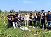 Bukan Jagung Biasa, Mahasiswa KKN Kelompok 13 Dampingi Panen Sentra Jagung Ungu Bareng Kelompok Wanita Tani Desa Kauman