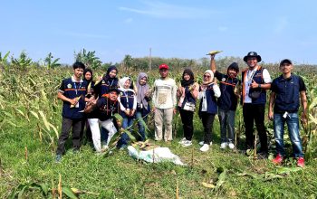 Bukan Jagung Biasa, Mahasiswa KKN Kelompok 13 Dampingi Panen Sentra Jagung Ungu Bareng Kelompok Wanita Tani Desa Kauman
