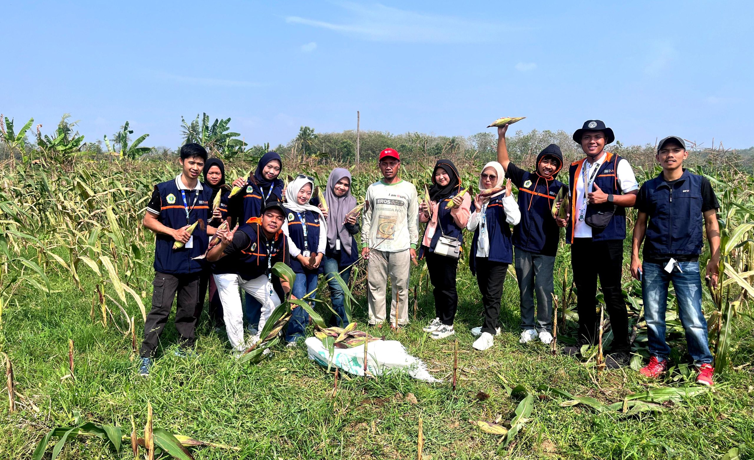 Bukan Jagung Biasa, Mahasiswa KKN Kelompok 13 Dampingi Panen Sentra Jagung Ungu Bareng Kelompok Wanita Tani Desa Kauman