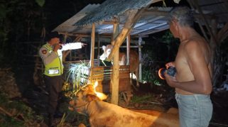 Empat Sapi Nyaris Raib, Warga Desa Tambakrejo Blitar Gagalkan Pencurian
