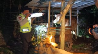 Modus Baru Pencurian Sapi di Blitar, Hewan Diikat Dulu di Pohon Jati
