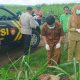 Warga Blitar Geger! Jenazah Pria Tak Dikenal Ditemukan di Bawah Pohon Pete Lahan Perhutani